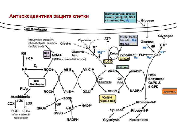 Антиоксидантная защита клетки 