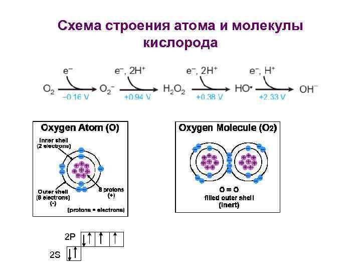 Схема строения атома и молекулы кислорода 2 P 2 S 