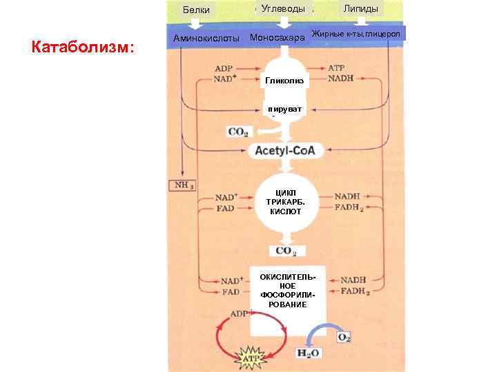 Белки Катаболизм: Аминокислоты Углеводы Липиды Моносахара Жирные к-ты, глицерол Гликолиз пируват ЦИКЛ ТРИКАРБ. КИСЛОТ