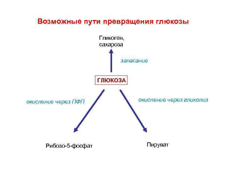 Возможные пути превращения глюкозы Гликоген, сахароза запасание ГЛЮКОЗА окисление через ПФП Рибозо-5 -фосфат окисление