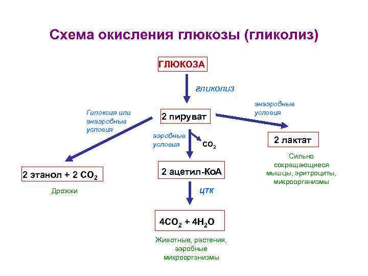 Схема окисления глюкозы (гликолиз) ГЛЮКОЗА гликолиз Гипоксия или анаэробные условия 2 этанол + 2