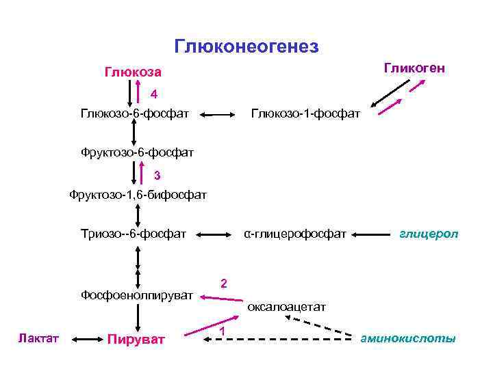 Глюконеогенез Гликоген Глюкоза 4 Глюкозо-6 -фосфат Глюкозо-1 -фосфат Фруктозо-6 -фосфат 3 Фруктозо-1, 6 -бифосфат