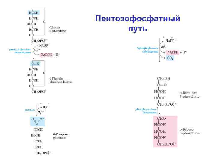 Схема пентозофосфатного цикла