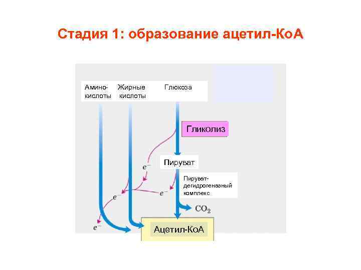 Стадия 1: образование ацетил-Ко. А Амино- Жирные кислоты Глюкоза Гликолиз Пируватдегидрогеназный комплекс Ацетил-Ко. А