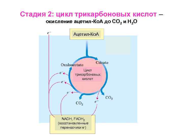 Стадия 2: цикл трикарбоновых кислот – окисление ацетил-Ко. А до СО 2 и Н