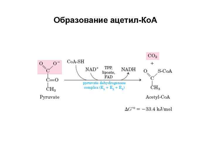 Образование ацетил-Ко. А 