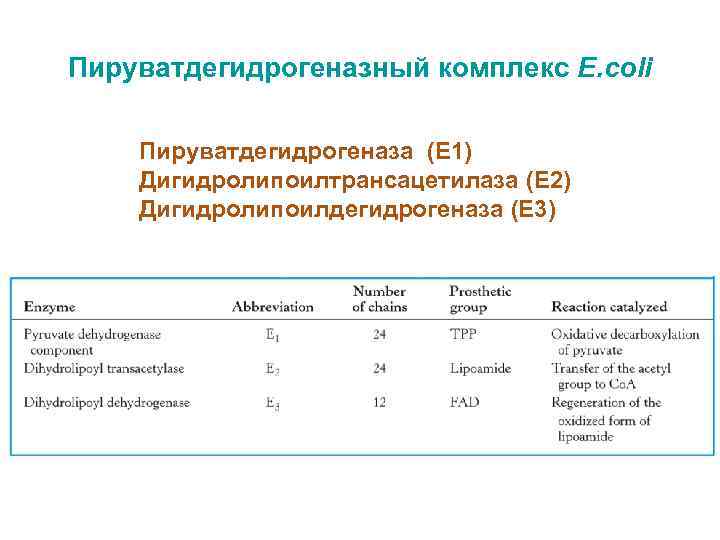 Пируватдегидрогеназный комплекс E. coli Пируватдегидрогеназа (E 1) Дигидролипоилтрансацетилаза (E 2) Дигидролипоилдегидрогеназа (E 3) 