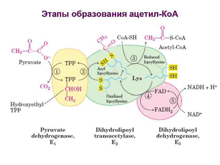 Этапы образования ацетил-Ко. А 