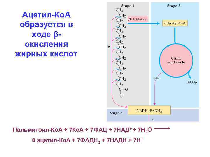Ацетил-Ко. А образуется в ходе βокисления жирных кислот Пальмитоил-Ко. А + 7 ФАД +