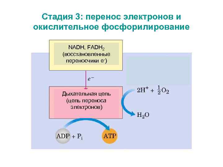 Стадия 3: перенос электронов и окислительное фосфорилирование NADH, FADH 2 (восстановленные переносчики e-) Дыхательная