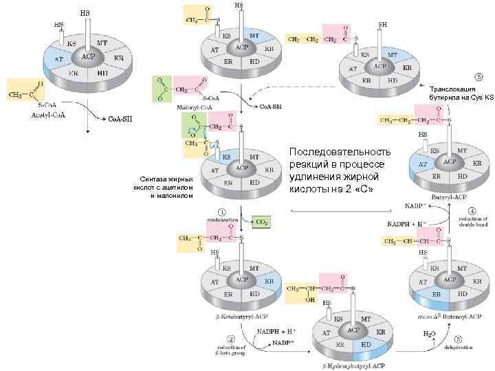 Транслокация бутирила на Cys KS Синтаза жирных кислот c ацетилом и малонилом Последовательность реакций