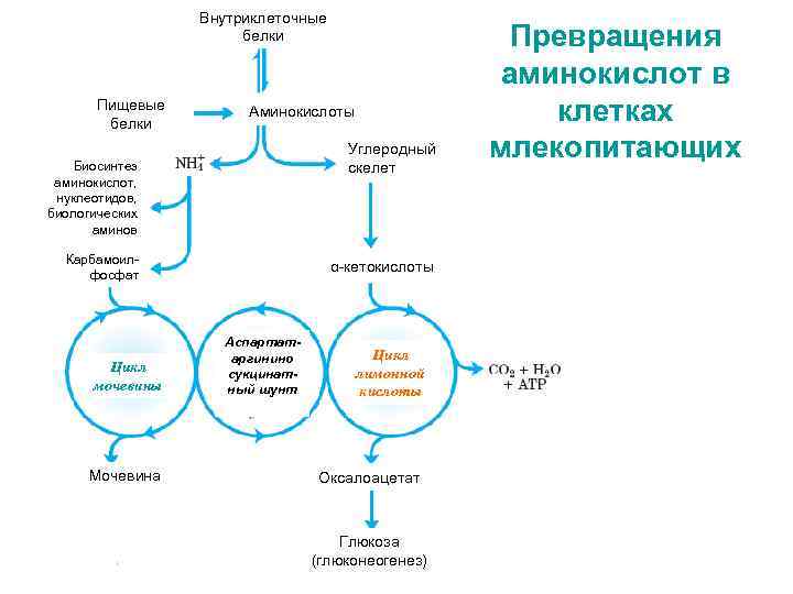 Внутриклеточные белки Пищевые белки Аминокислоты Углеродный скелет Биосинтез аминокислот, нуклеотидов, биологических аминов Карбамоилфосфат Цикл