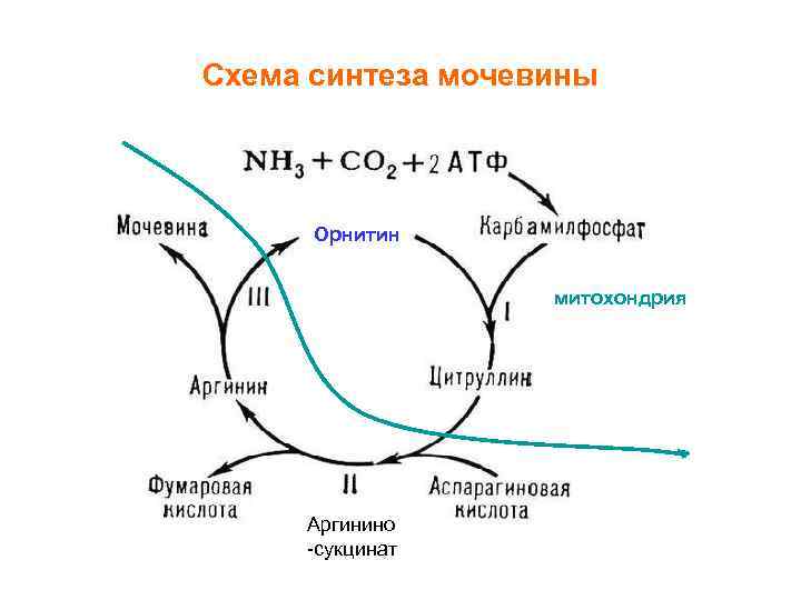 Схема синтеза мочевины Орнитин митохондрия Аргинино -сукцинат 