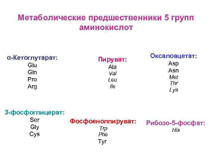 Метаболические предшественники 5 групп аминокислот α-Кетоглутарат: Glu Gln Pro Arg Пируват: Ala Val Leu