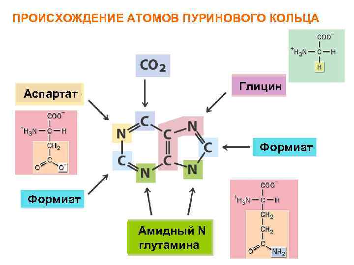 ПРОИСХОЖДЕНИЕ АТОМОВ ПУРИНОВОГО КОЛЬЦА Глицин Аспартат Формиат Амидный N глутамина 