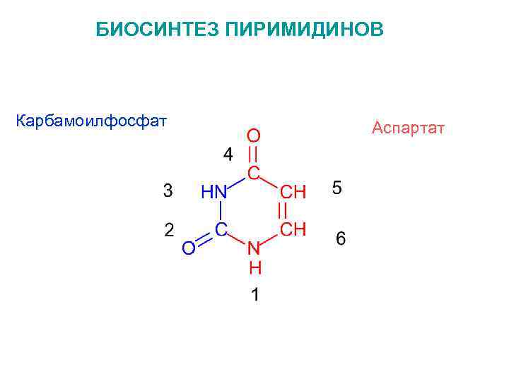 БИОСИНТЕЗ ПИРИМИДИНОВ Карбамоилфосфат Аспартат 