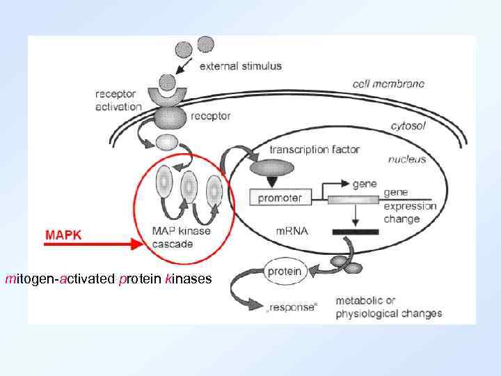 mitogen-activated protein kinases 