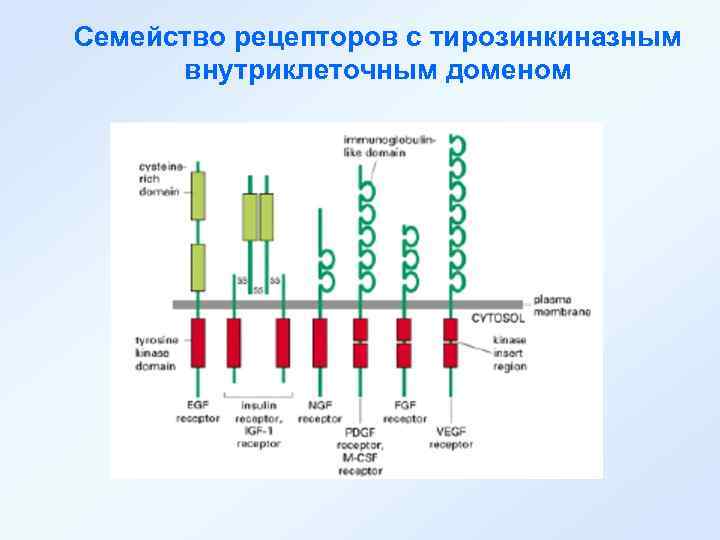 Семейство рецепторов с тирозинкиназным внутриклеточным доменом 