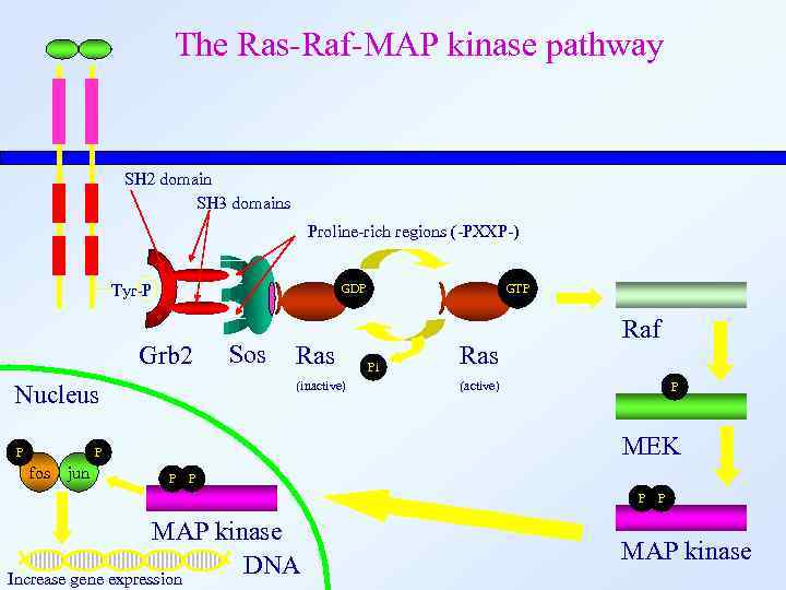 The Ras-Raf-MAP kinase pathway SH 2 domain SH 3 domains Proline-rich regions (-PXXP-) Tyr-P