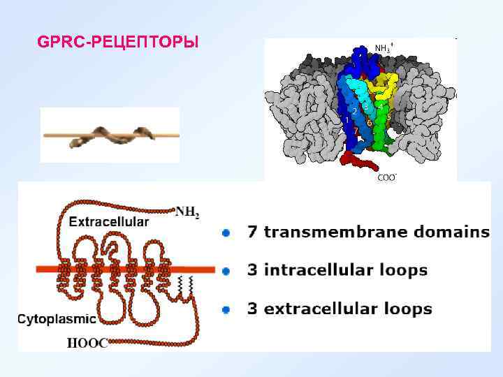 GPRC-РЕЦЕПТОРЫ 