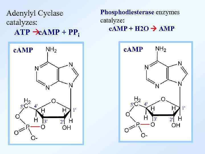 Adenylyl Cyclase catalyzes: ATP à c. AMP + PPi Phosphodiesterase enzymes catalyze: c. AMP