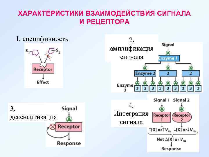 ХАРАКТЕРИСТИКИ ВЗАИМОДЕЙСТВИЯ СИГНАЛА И РЕЦЕПТОРА 1. специфичность 3. десенситизация 2. амплификация сигнала 4. Интеграция