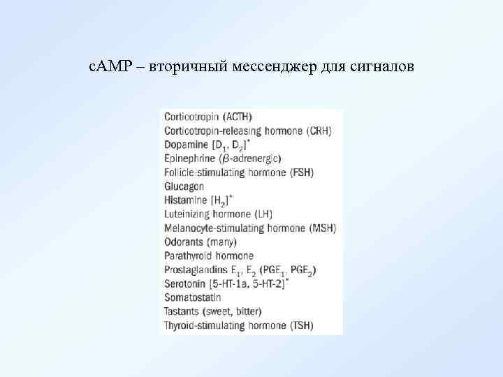 с. АМР – вторичный мессенджер для сигналов 