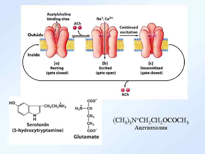(CH 3)3 N+CH 2 OCOCH 3 Ацетилхолин 