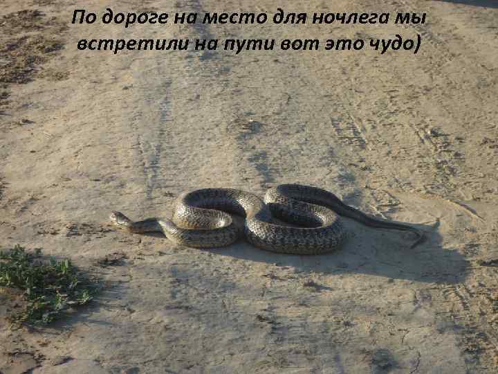 По дороге на место для ночлега мы встретили на пути вот это чудо) 