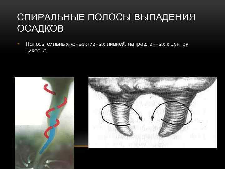 СПИРАЛЬНЫЕ ПОЛОСЫ ВЫПАДЕНИЯ ОСАДКОВ • Полосы сильных конвективных ливней, направленных к центру циклона 