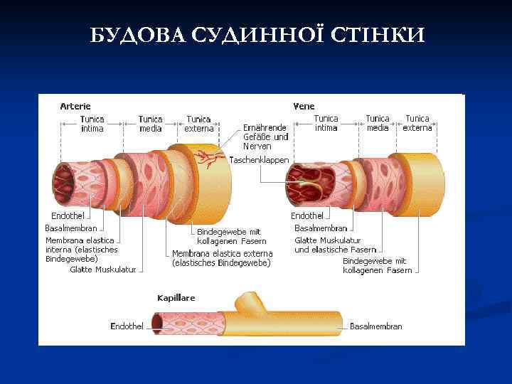 БУДОВА СУДИННОЇ СТІНКИ 