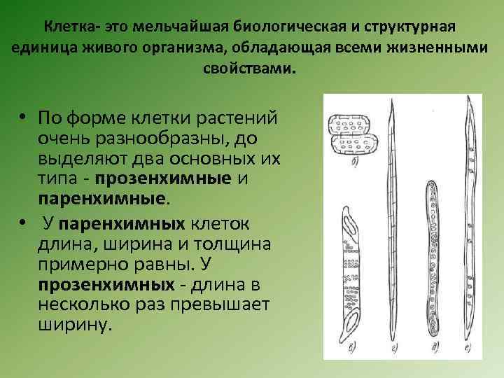 Клетка- это мельчайшая биологическая и структурная единица живого организма, обладающая всеми жизненными свойствами. •