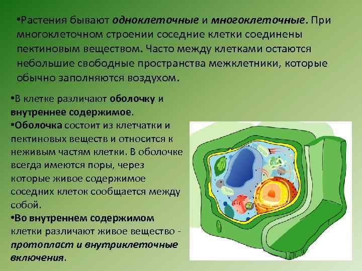  • Растения бывают одноклеточные и многоклеточные. При многоклеточном строении соседние клетки соединены пектиновым