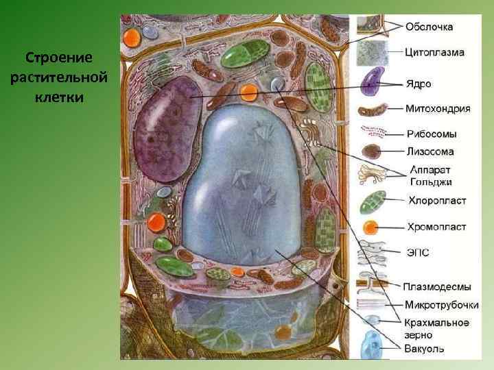 Строение растительной клетки 