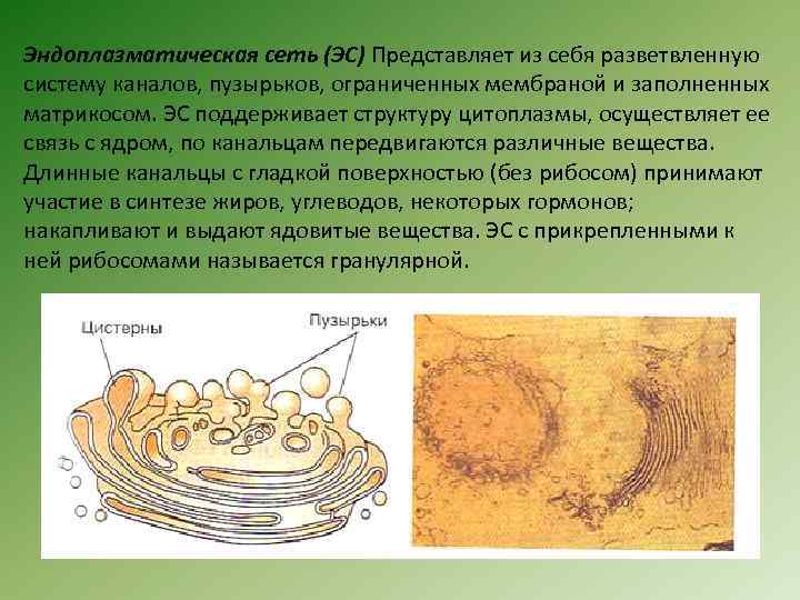 Эндоплазматическая сеть (ЭС) Представляет из себя разветвленную систему каналов, пузырьков, ограниченных мембраной и заполненных