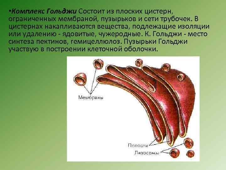  • Комплекс Гольджи Состоит из плоских цистерн, ограниченных мембраной, пузырьков и сети трубочек.