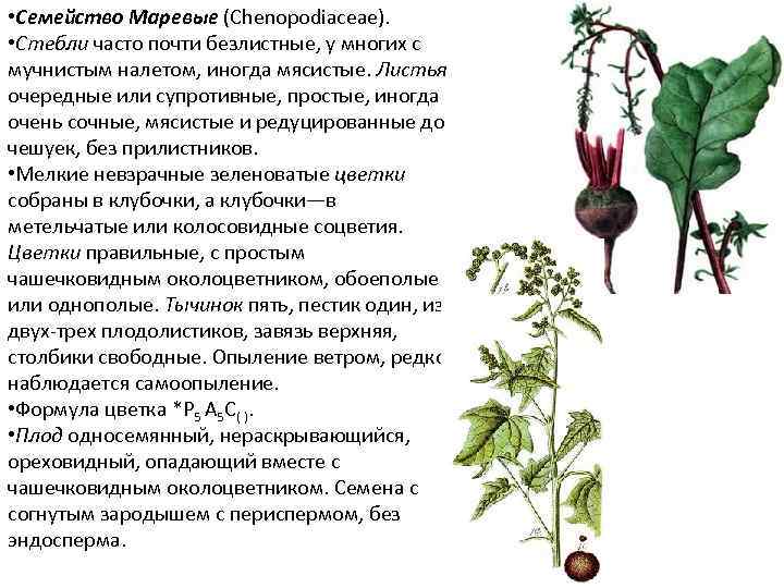 Тесты по биологии по семействам. Растение семейства маревых. Семейство Маревые представители список. Семейство Маревые характеристика. Семейство Маревые формула.