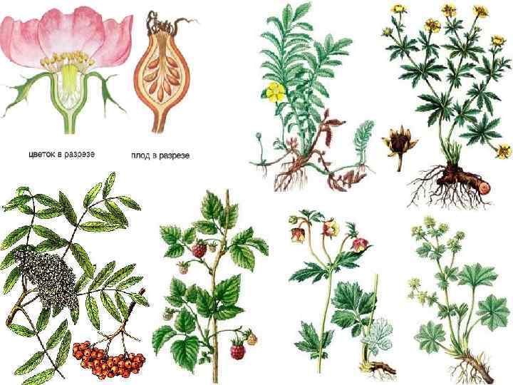 Семенные растения примеры 6 класс. Высшие семянные растения. Семейства семенных растений. Представители семенных. Семенные растения биология.