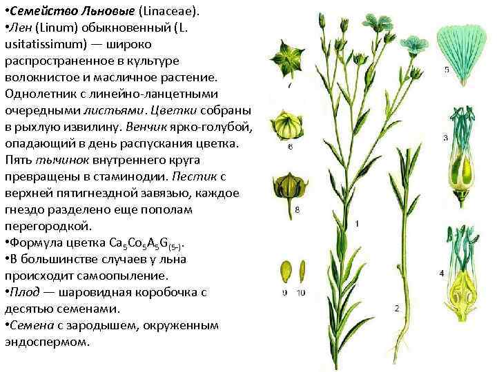  • Семейство Льновые (Linaceae). • Лен (Linum) обыкновенный (L. usitatissimum) — широко распространенное