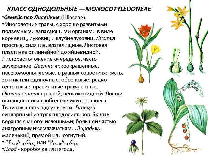 КЛАСС ОДНОДОЛЬНЫЕ —MONOCOTYLEDONEAE • Семейство Лилейные (Liliaceae). • Многолетние травы, с хорошо развитыми подземными