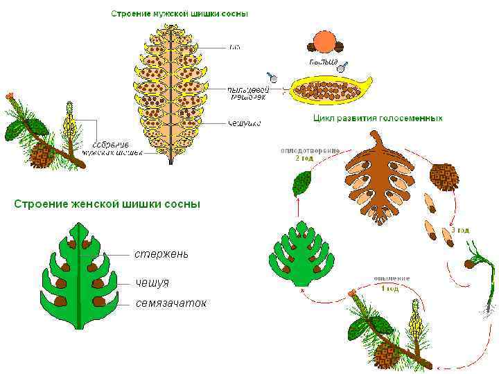 Размножение голосеменных растений схема