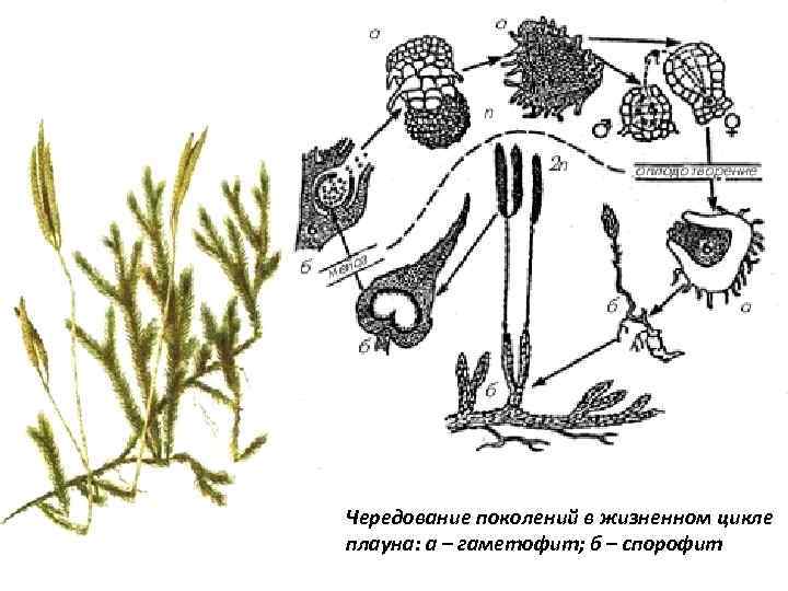 Чем представлен гаметофит и спорофит у водорослей
