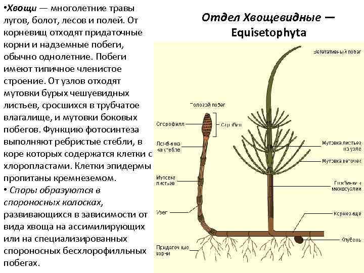  • Хвощи — многолетние травы лугов, болот, лесов и полей. От корневищ отходят