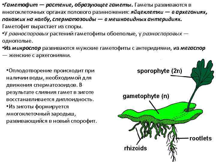  • Гаметофит — растение, образующее гаметы. Гаметы развиваются в многоклеточных органах полового размножения: