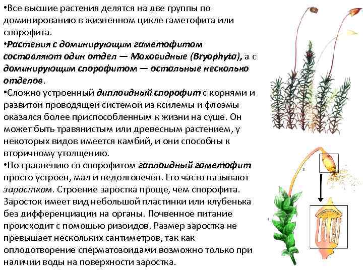 Спорофит описание. Жизненный цикл высших споровых. Высшие растения жизненный цикл.