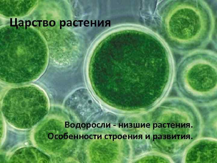 Царство растения Водоросли - низшие растения. Особенности строения и развития. 