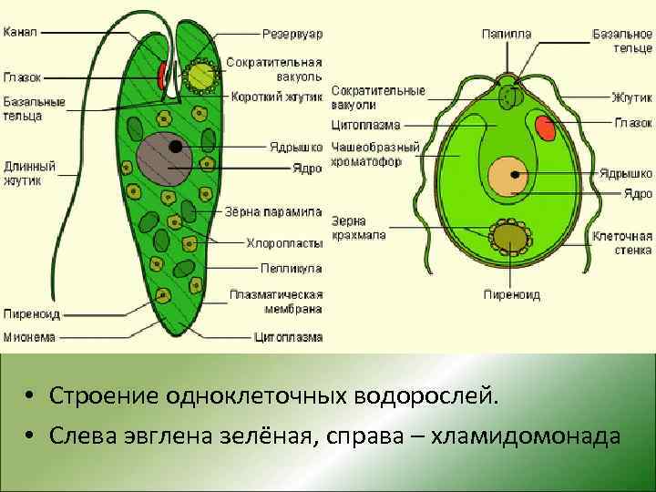  • Строение одноклеточных водорослей. • Слева эвглена зелёная, справа – хламидомонада 