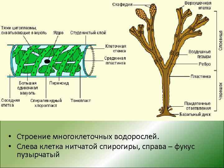  • Строение многоклеточных водорослей. • Слева клетка нитчатой спирогиры, справа – фукус пузырчатый