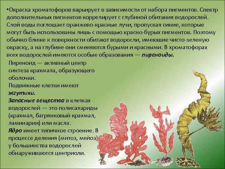 Водоросли усваивают минеральные. Расцветка водорослей. Окраска водорослей зависит от. От чего зависит окраска водорослей. От чего зависит окраска талломов водорослей.