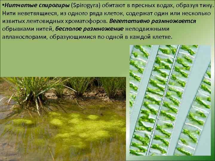 Спирогира низшее. Нитчатая водоросль спирогира. Харовой водоросли спирогиры. Спирогира зеленая нитчатая водоросль. Спирогира водоросль среда обитания.